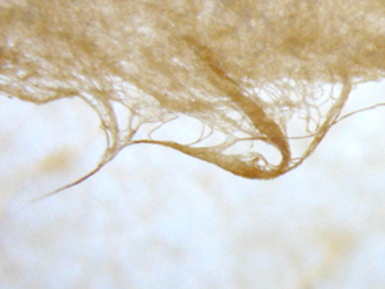 Fibres de papier japonais Fibres de papier japonais